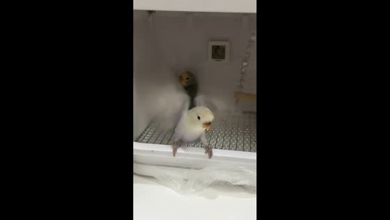 Adorable lovebirds play inside brooder in Jiangsu, China