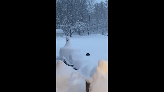 Dog plays happily in the snow in Kingsville, Ohio, USA