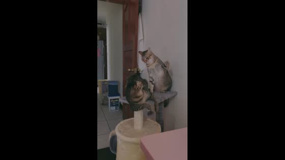 Sibling rivalry unleashed: intense cat battle in Taichung, Taiwan
