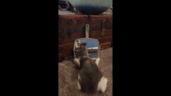 2-months old kitten plays with its reflection in Edgewater, USA
