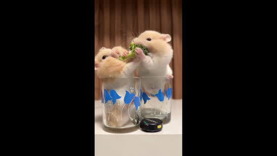 Hamsters adorably tussle over broccoli, Guangdong, China