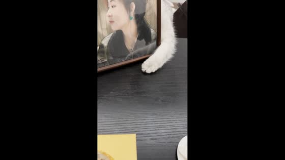 Cat gets confused while hiding behind photo frame in Sichuan, China