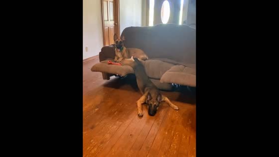 Dogs strike funny poses in living room in North Georgia, USA