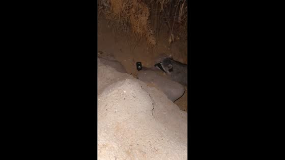 Raccoons mistake e-cigarette for food in Laughlin, Nevada