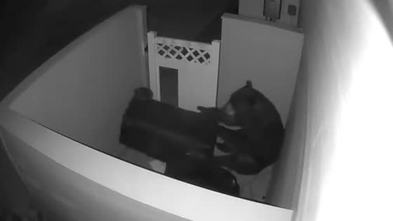 Panama City resident captures bear raiding trash can on CCTV