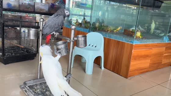 Playful parrots swing and chase on feeder in Jiangsu, China
