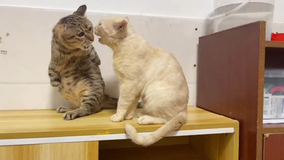 Two cats meow back and forth on a shelf in Guangdong, China