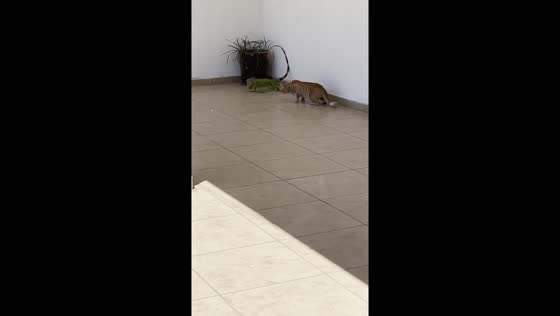 Tense encounter between cat and reptile in Mazatlán
