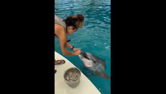 Dolphin dances while deing fed in Antalya