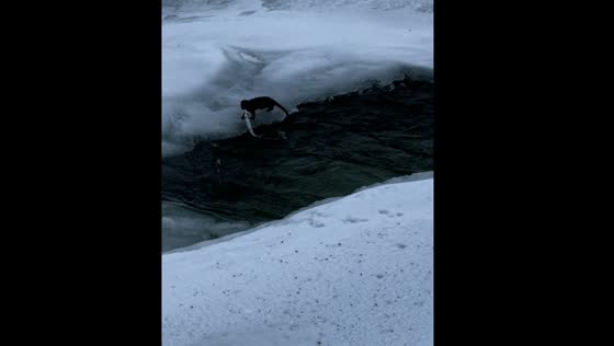 Mink catches fish and burrows into the ground in Quebec