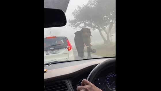 Elephant moves past vehicle on road in Bandipura Forest, Karnataka