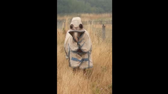 Enigmatic equine enigma: a horse's puzzled encounter with a horse coat