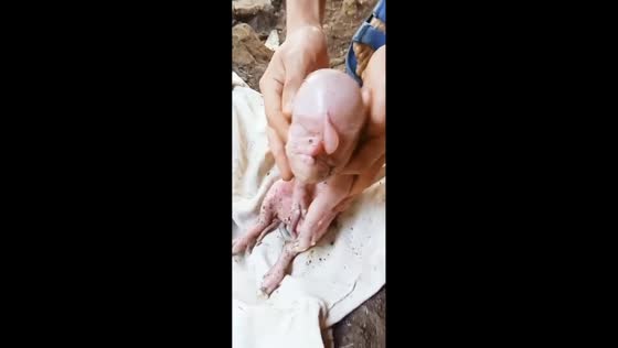 Piglet with human-like features surprises owner in Negros Occidental, Philippines