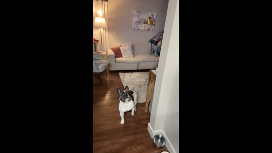 Dog funny reaction to owner’s unusual appearance in Idaho, USA