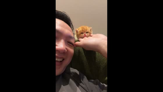Adorable kitten interaction in Jilin, China
