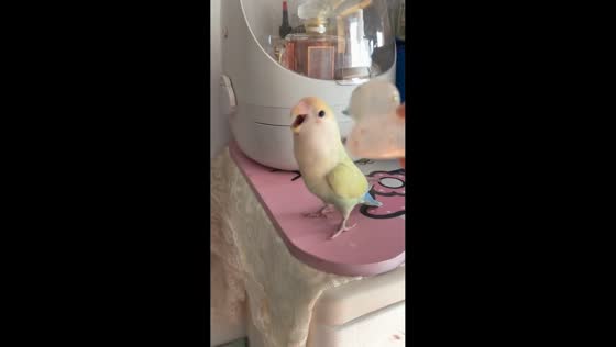 Peach-faced lovebird lets out loud screams at toy duck in Zhejiang, China