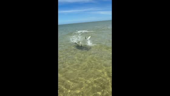 Eagle ray leaps to escape hammerhead shark during fishing trip in Queensland, Australia