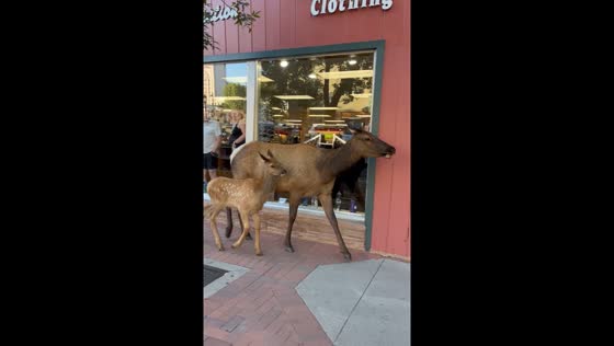 Elk and calf walk through Estes Park streets, Colorado