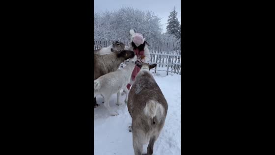 Woman chased by deer for food in Heilongjiang, China