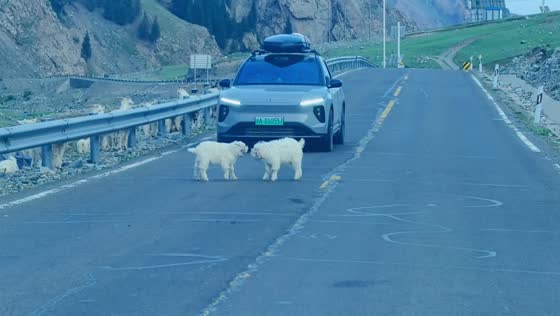 Mountain goat kids square off on mountain road in Xinjiang, China