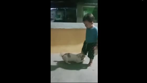 Playful cat teaches a boy gentle lesson