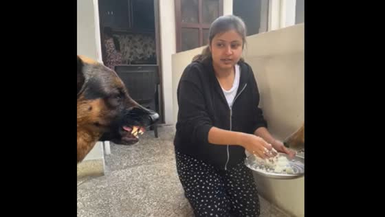 Dog growls at owner for feeding another dog in Sonipat, India