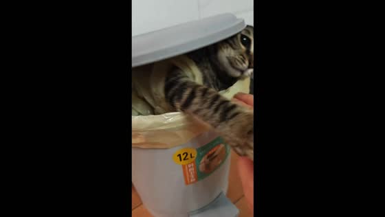 Playful cat pops out of a trash can during a game of hide-and-seek in Guangxi, China