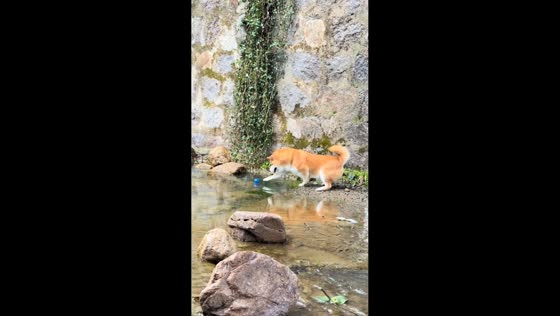 Shiba Inu playfully chases object in river in Zhejiang, China