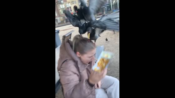 Doves swarm a woman's head as she eats chips in Amsterdam