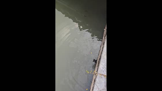 Man rescues kitten from canal in Guangdong, China