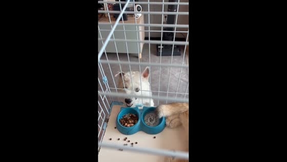 Dog hilariously steals a cat’s food through the gaps of its cage in Jiangsu, China