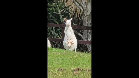 Albino kangaroo and joey spotted at wildlife estate in Boneo, Victoria, Australia