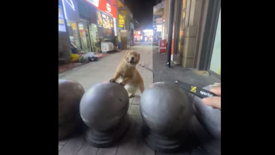 Dog hesitates before jumping over road barriers in Shanghai