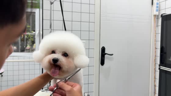 Playful poodle teases groomer during haircut in Sichuan, China