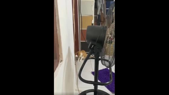 The clever cat locked the door inside, and the owner is unable to enter.