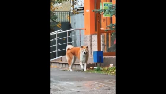 The clever dog knows exactly where to put trash.
