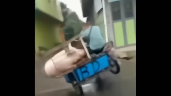 A pig riding in a cage fell after they tried to turn on the road