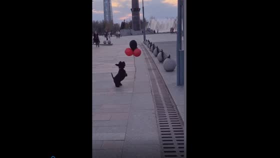 Playful pup's balloon bonanza: a chasing adventure in St. Petersburg
