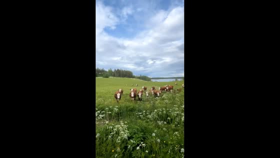 Jazz music draws curious cows in Orivesi, Finland