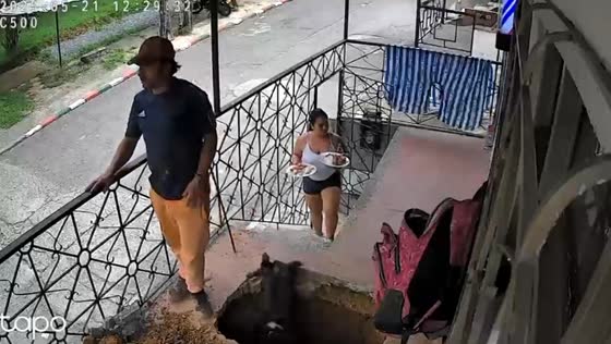 Dog falls into shallow hole during home construction in Cali, Colombia
