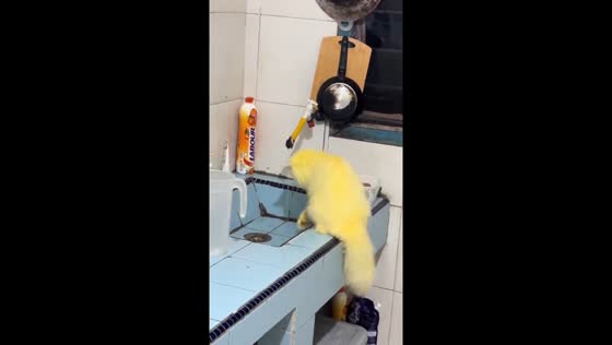 Yellow cat plays with water in the sink