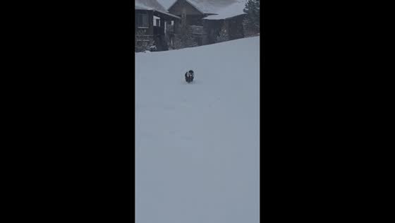 Snowfall continues as dog enjoys the snow in Reno, Nevada, USA