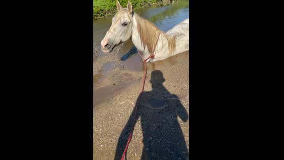 Horse and owner sink into soft ground in river