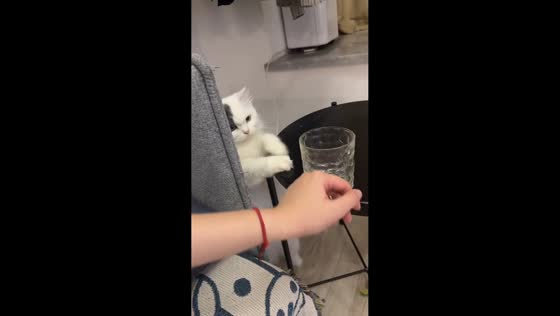 Mischievous cat tries to knock over a glass in Sichuan, China