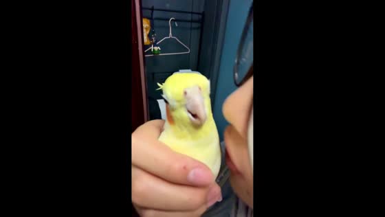 Cockatiel reacts to kiss in Zhejiang, China