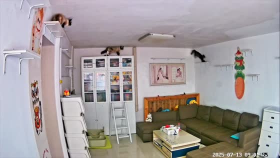 Cats chase each other around living room caught on security camera in Hunan, China