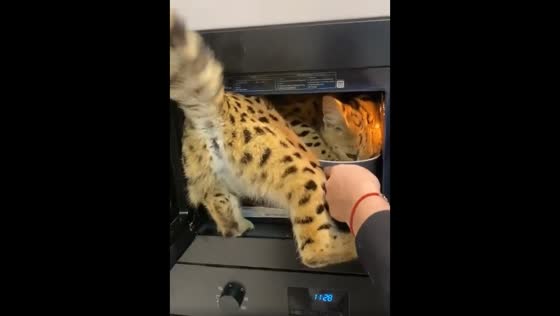 The savannah cat enters the microwave and eats the food inside