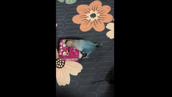 Parrot collects coins in piggy bank