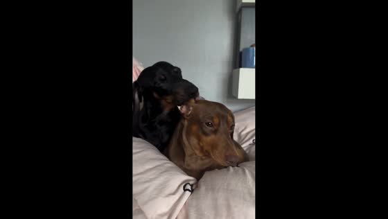 Dachshunds share gentle ear-chewing moment in Colchester, Essex, UK