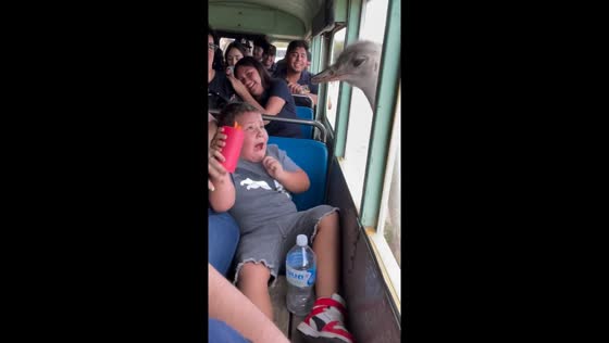 Ostrich encounter chaos: fear unleashed at Hermosillo Zoo!